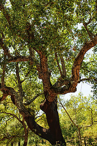 Arrabida山的科克橡树林生长木头旅行城市四肢摄影树干橡木公园荒野图片
