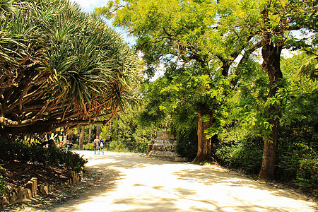 里斯本植物园的叶子和绿菜园森林衬套小路太阳公园热带花园植物科学旅行图片