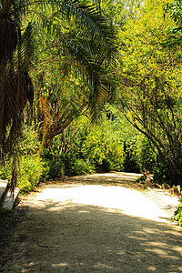 里斯本植物园的叶子和绿菜园热带科学植物太阳树木文化花园公园栽培植物园图片