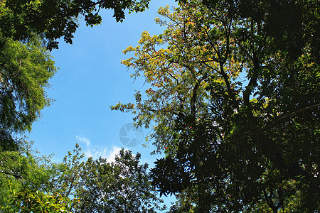 里斯本植物园的叶子和绿菜园多样性森林公园访问植物学吸引力树木太阳花园长椅图片