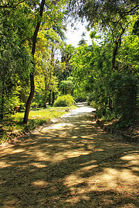 里斯本植物园的叶子和绿菜园小路森林生物文化公园花园旅行植物访问植物园图片