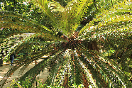 前卫的五颜六色的棕榈花环叶子植物锥体异国树干萼片公园热带图片