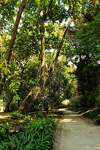 里斯本植物园的叶子和绿菜园长椅访问植物植物园科学太阳热带栽培公园小路图片