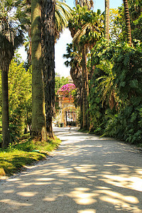 里斯本植物园的叶子和绿菜园小路生物长椅访问植物园树木多样性科学旅行花园图片