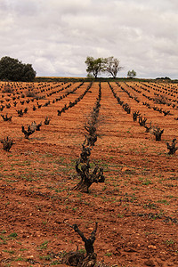 卡斯蒂利亚拉曼查灰色天空下的葡萄园景观自由支撑农业场地场景天堂农村种植红土地旅行图片