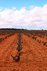 卡斯蒂利亚拉曼查灰色天空下的葡萄园景观支撑孤独藤蔓天堂农业葡萄自由小路种植酒精图片