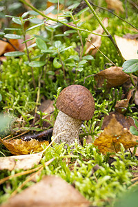 森林中的Boletus蘑菇 垂直图像图片