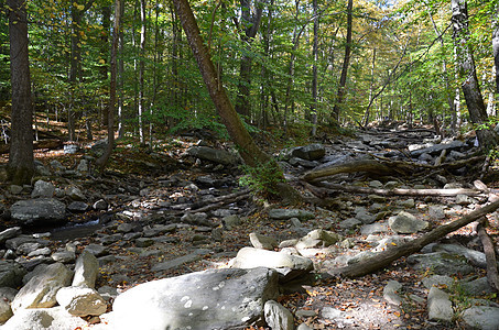 林中有岩石和树木 或溪流石头森林背景图片