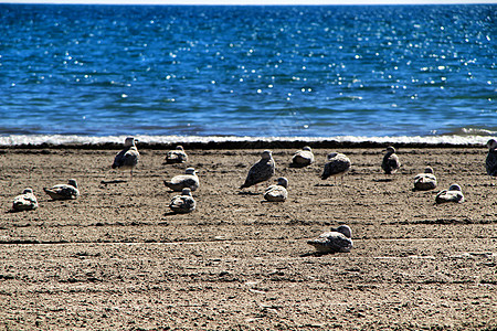 海浪海鸥海滩沙滩上的海鸥支撑旅行娱乐海洋度假旅游观光团体圣波假期背景