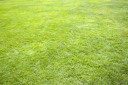 绿草背景 剪切和对草地和草场的观察草皮场地植物学高尔夫球墙纸游戏环境生长阳光植物图片