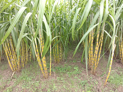 黄色 美味和健康的甘蔗水果甘蔗汁收成花园种植园食物农民农田农村场地图片