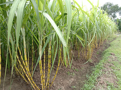 黄色 美味和健康的甘蔗森林收成农场环境花园热带农村生长甘蔗汁农学家图片