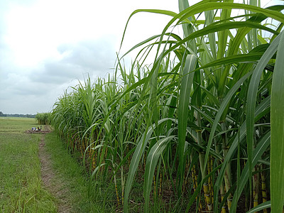 甘蔗机热带乡村的高清图片