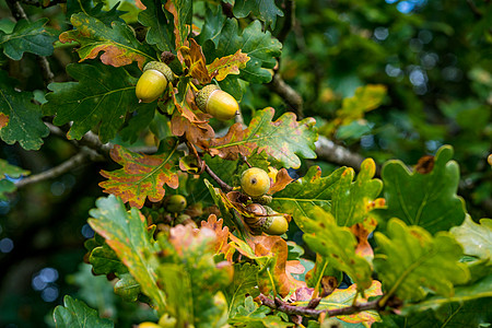 上斯瓦比亚秋天森林中美丽的多彩橡树力量水果橡木坚果叶子团体金子种子收成植物学图片