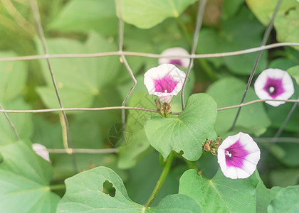 在美国得克萨斯州达拉斯附近垂直花园金属塔槽附近的白花甜土豆花植物学藤蔓栽培蔬菜农田园艺浅紫色生产农场收获图片