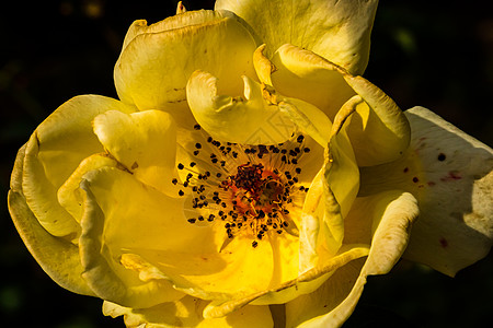 黑色与复制空间隔绝的彩色玫瑰 Rose i玫瑰花瓣花瓣植物群美丽植物墙纸叶子玫瑰花花园作品图片