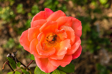 在花园里隔开的彩色玫瑰 上面有复制空间 Rose花朵玫瑰花瓣玫瑰花美丽花瓣叶子香水植物群卡片墙纸图片