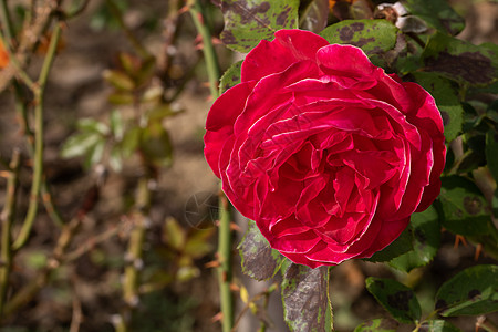 在花园里隔开的彩色玫瑰 上面有复制空间 Rose叶子香水卡片墙纸花瓣美丽植物群玫瑰花瓣植物花朵图片
