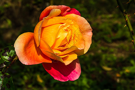 在花园里隔开的彩色玫瑰 上面有复制空间 Rose花朵玫瑰花瓣植物群花瓣玫瑰花植物香水墙纸美丽卡片图片