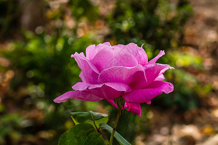 在花园里隔开的彩色玫瑰 上面有复制空间 Rose玫瑰花植物美丽花瓣花朵玫瑰花瓣墙纸香水植物群叶子图片