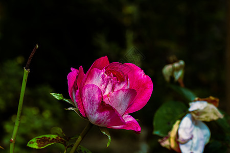 在花园里隔开的彩色玫瑰 上面有复制空间 Rose卡片玫瑰花瓣叶子美丽植物墙纸作品花朵植物群花瓣图片