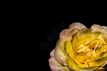 黑色与复制空间隔绝的彩色玫瑰 Rose i植物叶子花园花瓣美丽花朵玫瑰花卡片玫瑰花瓣作品图片