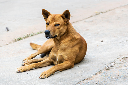 泰国棕色公狗手表动物哺乳动物犬类朋友守护眼睛警卫地面宠物肖像高清图片素材