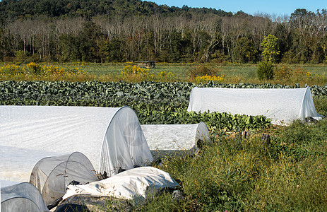 白环作物覆盖在伊德林蔬菜花园中高清图片