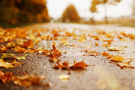 秋天的树叶落到湿水路上 在12月过后掉落石头人行道植物路面季节叶子沥青街道背景橙子图片