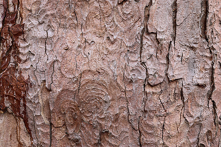 以高分辨率特写非常详细的树皮纹理树木材料硬木森林桦木木头树干松树橡木木材图片