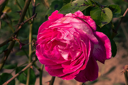 在花园里隔开的彩色玫瑰 上面有复制空间 Rose玫瑰花玫瑰花瓣花瓣香水作品植物群叶子植物美丽墙纸图片