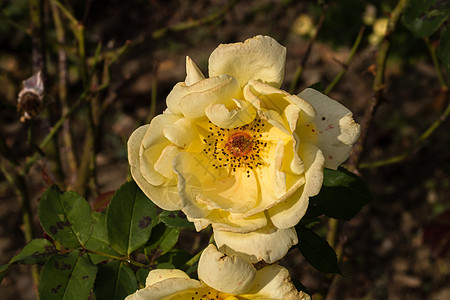 在花园里隔开的彩色玫瑰 上面有复制空间 Rose植物群花朵作品卡片花瓣玫瑰花玫瑰花瓣美丽香水叶子图片