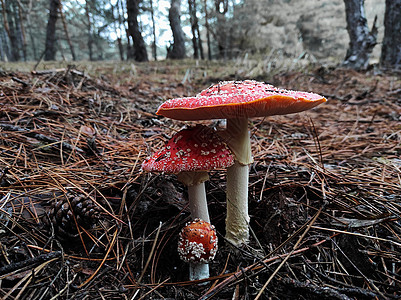 松树林中的红毒蘑菇喷发棕色地面森林下雨帽子多云背景图片