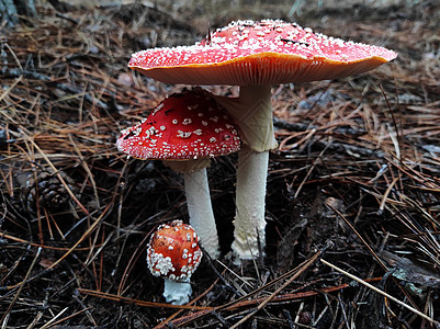 松树林中的红毒蘑菇喷发多云森林帽子地面下雨棕色背景图片