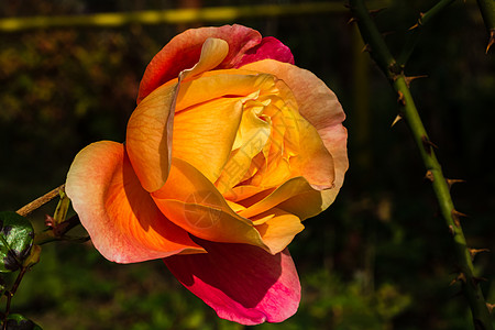 在花园里隔开的彩色玫瑰 上面有复制空间 Rose植物群玫瑰花作品香水卡片美丽玫瑰花瓣植物墙纸花朵图片