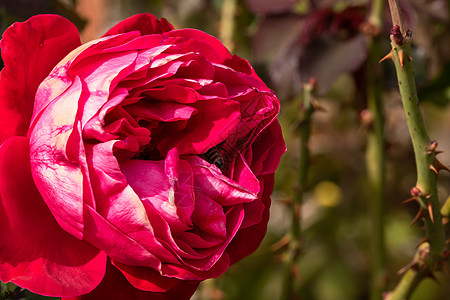在花园里隔开的彩色玫瑰 上面有复制空间 Rose花瓣美丽叶子植物群墙纸植物玫瑰花瓣作品香水卡片图片
