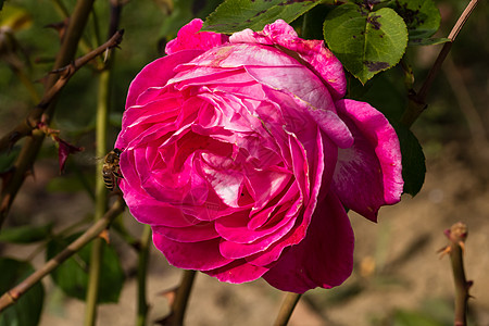 在花园里隔开的彩色玫瑰 上面有复制空间 Rose花朵植物群卡片美丽叶子作品花瓣墙纸玫瑰花香水图片