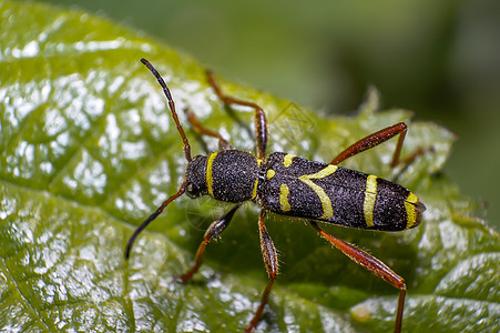 夏季森林绿叶上的黄色条纹虫身体大力士花园昆虫学工作室甲虫热带环境植物生活图片