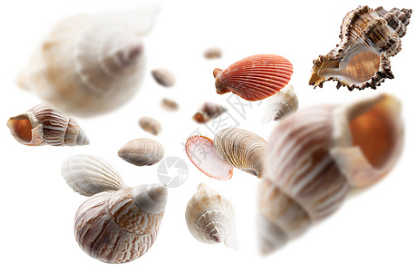 美丽的贝壳在白色背景上飘浮软体生活动物异国收藏热带条纹海洋飞行团体图片