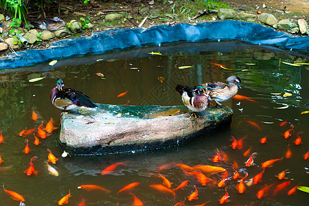 池塘 有鸭子和红日本图片