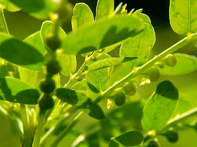 绿色菲兰图斯尿叶美尼兰 苦室 草 碎石 破石器 叶花具有天然背景叶子植物群花园墙纸生活碎石机生长宏观草本植物季节图片