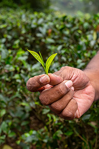 青茶叶在手边 摘茶图片