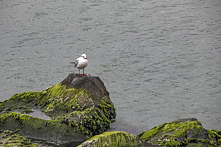 海鸥元素海边岩石上的海鸥自由荒野海鸟航班翅膀羽毛动物海滩收藏旅行背景