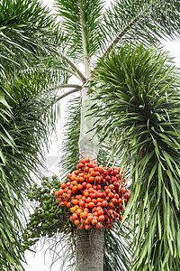阿雷卡坚果棕榈 贝特尔豆水果农业食物咀嚼种子团体热带植物儿茶草本图片