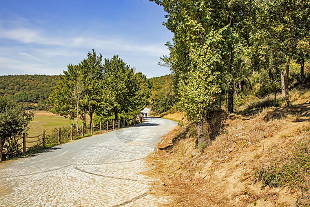 公园和绿色自然中的地面土地风景场景阳光天空小路晴天花园环境图片