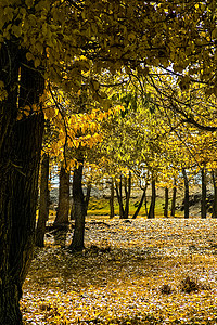 秋天树叶林 干草和黄树叶收藏土地公园阴影墙纸金子橙子美化场地叶子图片