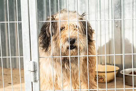 狗收容所中的无家可归的狗锁定房子朋友犬类栅栏动物孤独救援哺乳动物流浪图片