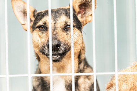 狗收容所中的无家可归的狗宠物悲伤动物孤独狗窝房子哺乳动物锁定救援栅栏图片