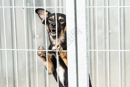 狗收容所中的无家可归的狗狗窝笼子锁定小狗动物孤独栅栏悲伤朋友救援图片