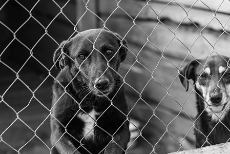 流浪狗收容所的黑白狗照片 被遗弃的狗 BW体重毛皮犬类小狗动物悲伤哺乳动物流浪救援房子图片